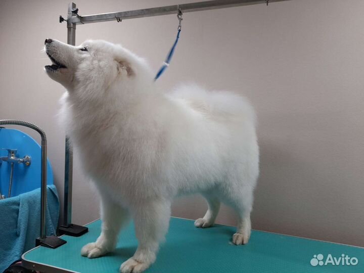 Груминг, стрижка собак. Порода: Мальтезе