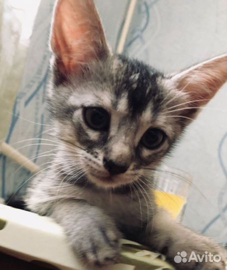 Кошка в дар бесплатно