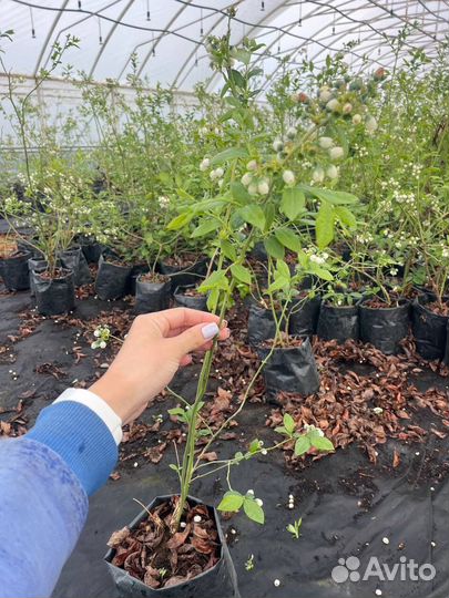 Саженцы голубика Блюкроп