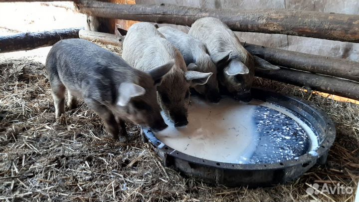 Венгерская мангалица