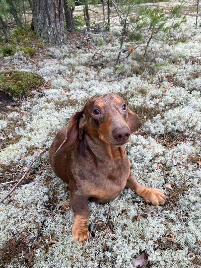 Вязка, такса стандарт, кобель