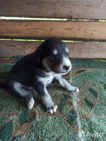 Щенки лайки