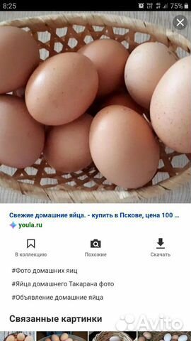 Колосовка доска объявлений продам яйцо. Яйцо домашнее куриное объявление. Домашние куриные яйца объявления. Продаются яйца. Продам яйца куриные домашние.