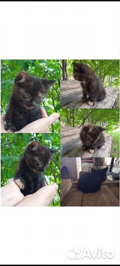 Котята в дар