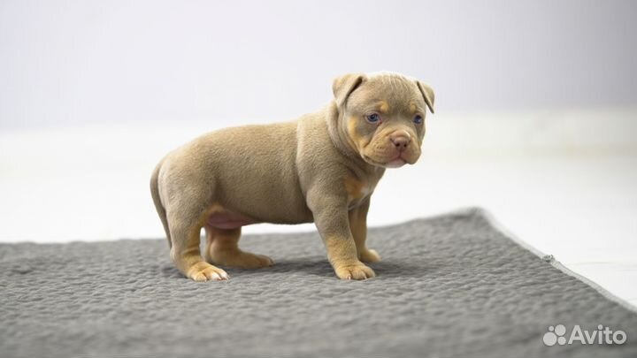 Американский Булли девочка 4 недели