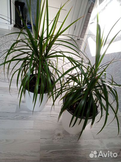 Пальма драцена