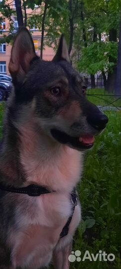 Отдаю двух собак в добые руки