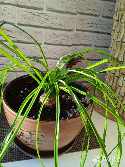 Нолина или слоновья нога