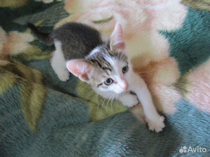 Отдам в добрые руки котенка