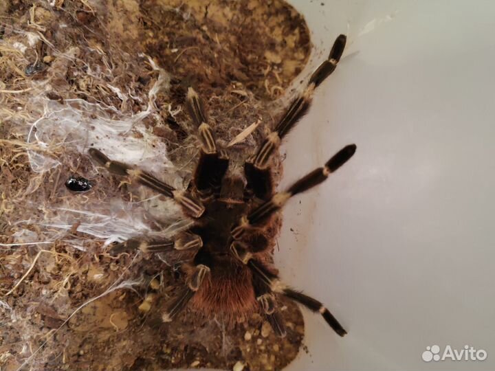 Паук птицеед