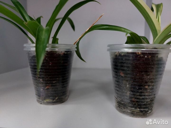 Хлорофитум