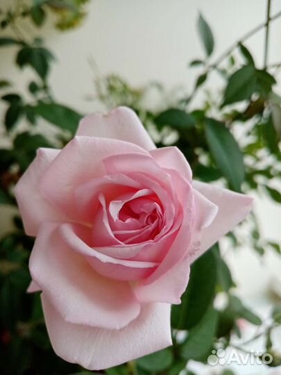 Роза бенгальская