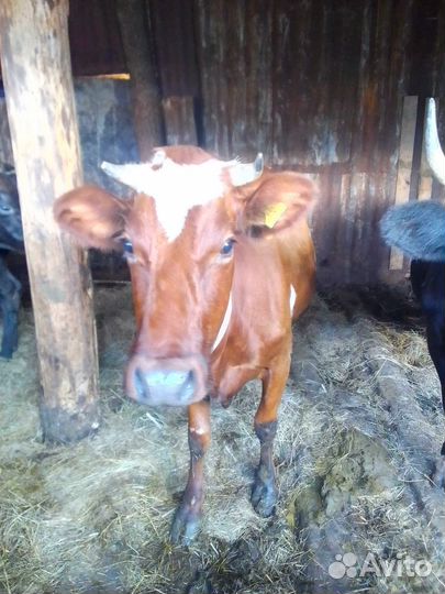 Корова дойная
