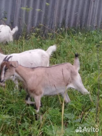 Козлята от нубийского козла