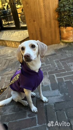 Ошейник для собак + поводок