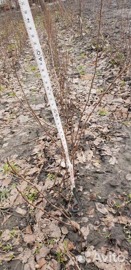 Айва японская