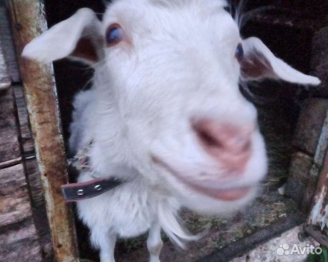 Козы и козлики