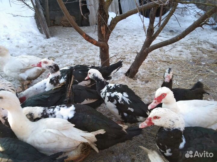 Продажа индоуток