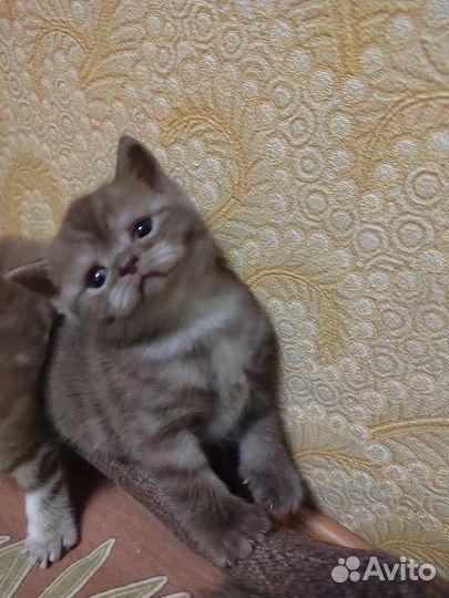 Шотландские котята