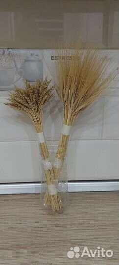 Колосья пшеницы