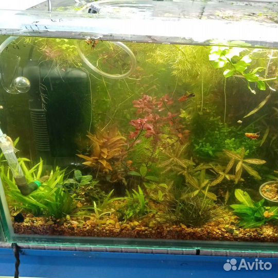 Больше 100 видов аквариумных растений