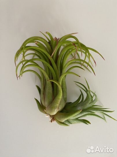 Тилландсия атмосферная