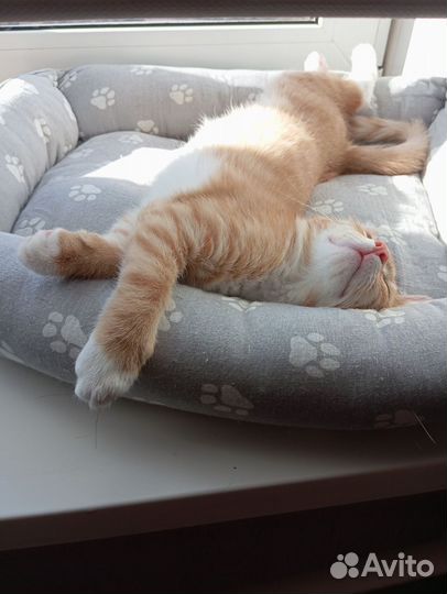 Котëнок в добрые руки