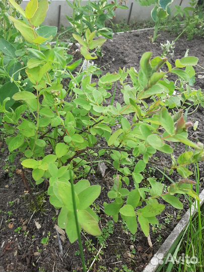 Жимолость отростки