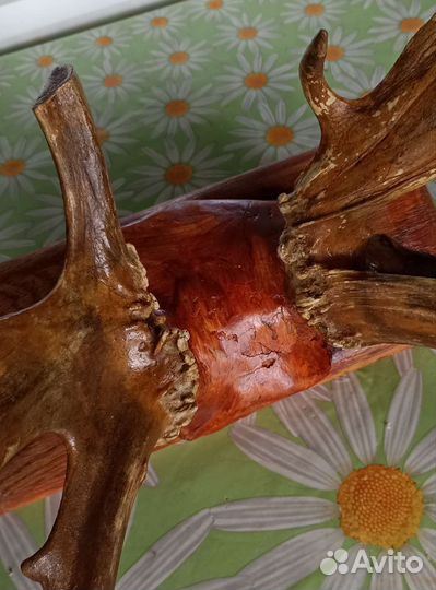 Рога благородного оленя