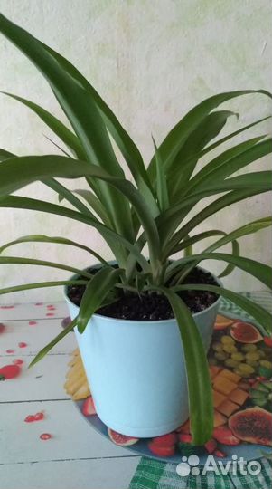 Зеленый хлорофитум в голубом горшке