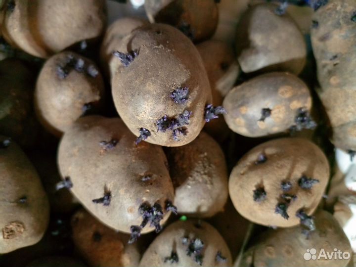 Картофель семенной синий(антоциановый)