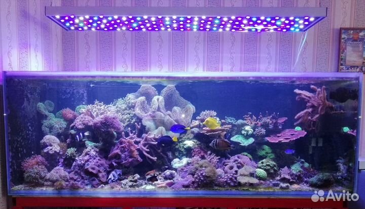 Продам морской аквариум