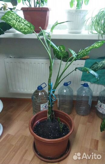 Диффенбахия