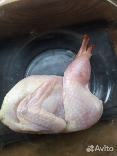 Перепелки тушки для животных