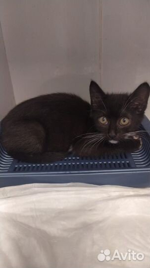 Котенок в черном фраке в дар бесплатно ищет дом