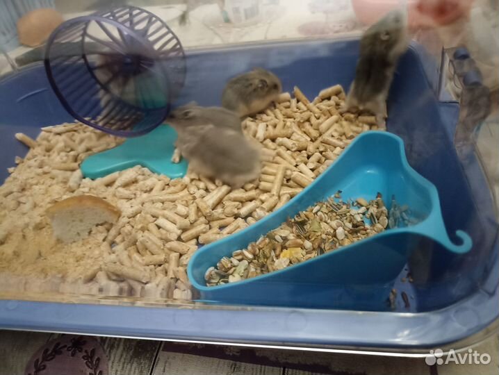 Джунгарские хомячки ручные