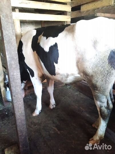 Телка стельная