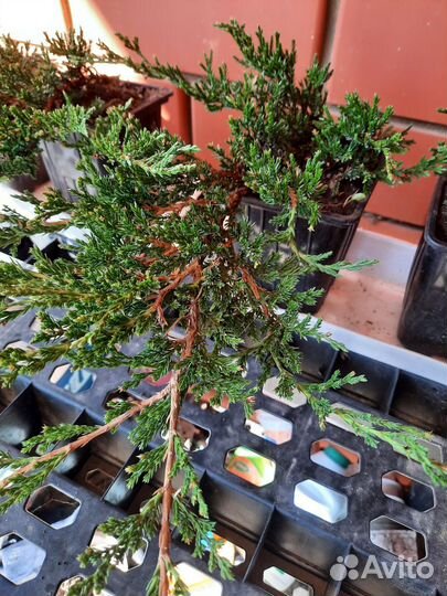 Можжевельник Winter Blue