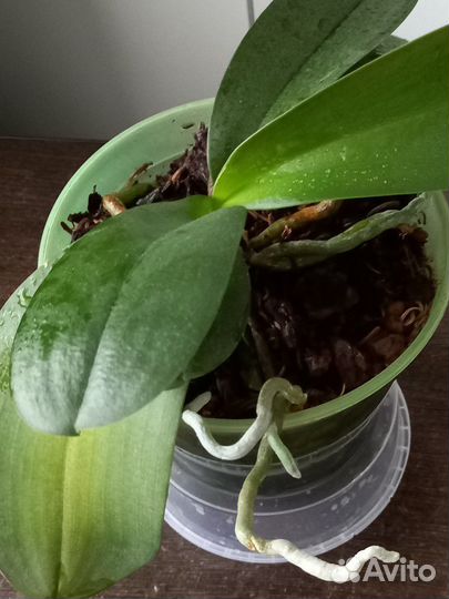 Комнатные цветы. Орхидеи