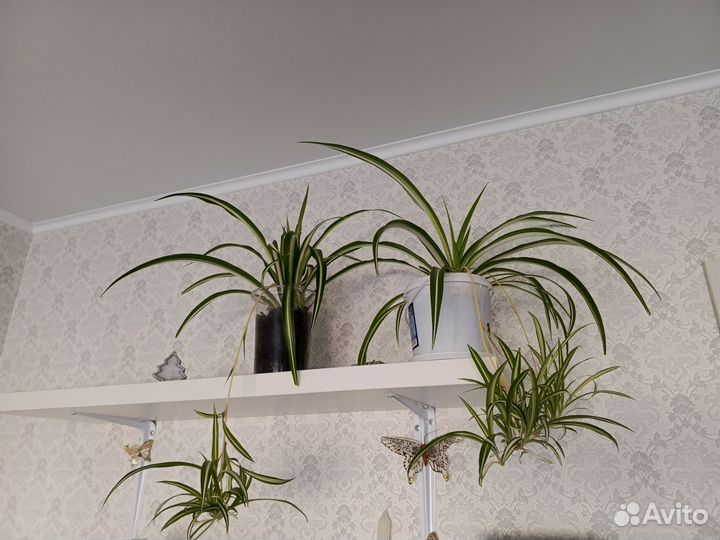 Полезные для дома и здоровья растения