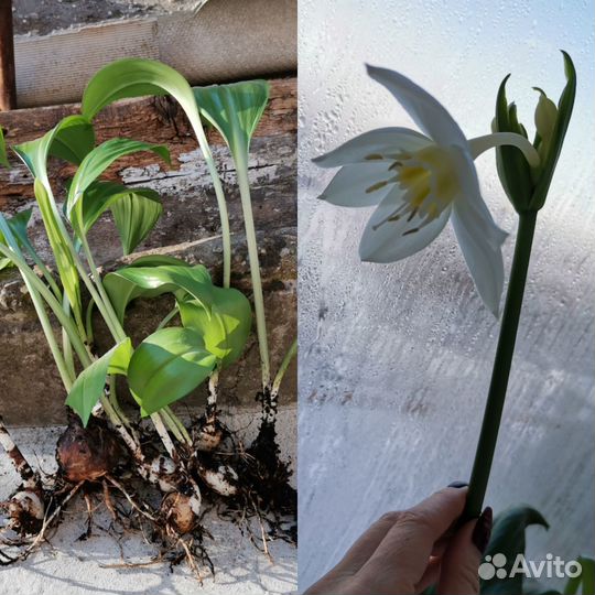 Комнатные цветы