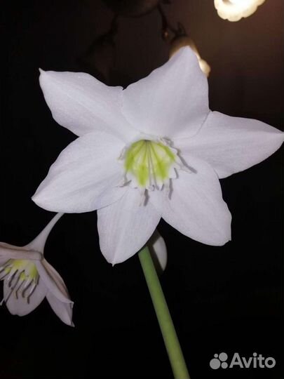 Лилия белоснежная комнатная-эухарис