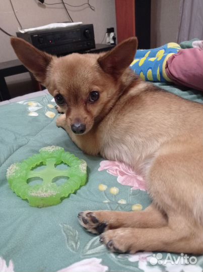 Собака в добрые руки