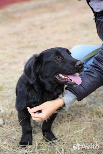 Коротколапая девочка