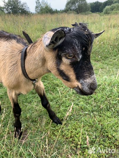 Козлик на племя