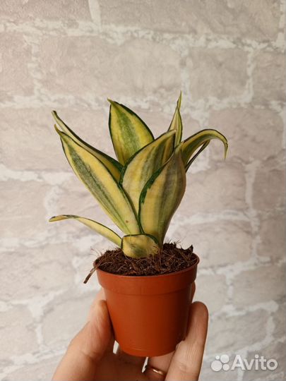 Сансевиерия