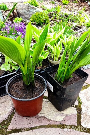 Саженцы хосты