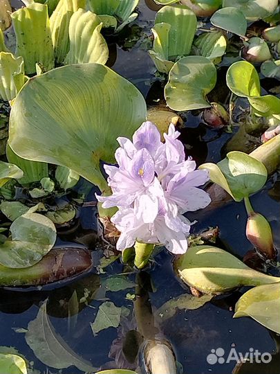 Прудовые растения нимфеи пистия водяной гиацинт