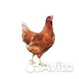 Куры молодки несушки