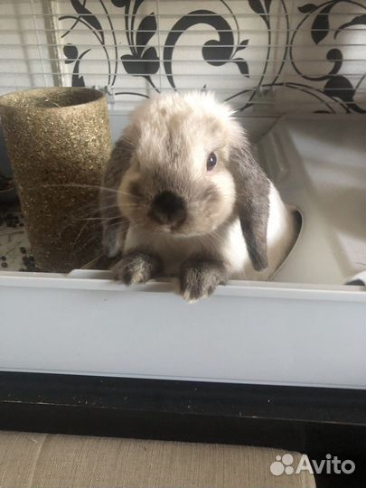 Кролик для вязки